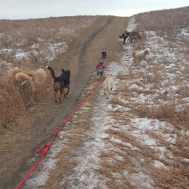 Here are some happy dawgs!!! #sunshine #summer #dogs #packwalks #dogwalker #nwcalgary #yyc