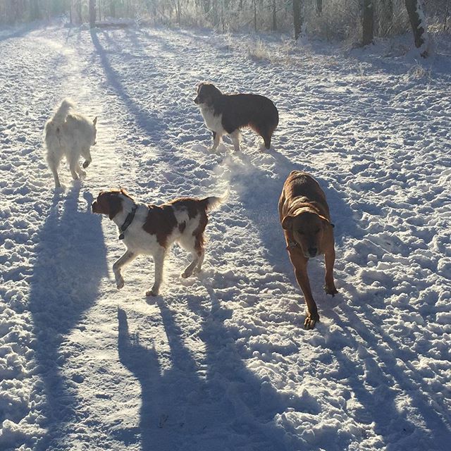 Here are some happy dawgs!!! #sunshine #summer #dogs #packwalks #dogwalker #nwcalgary #yyc