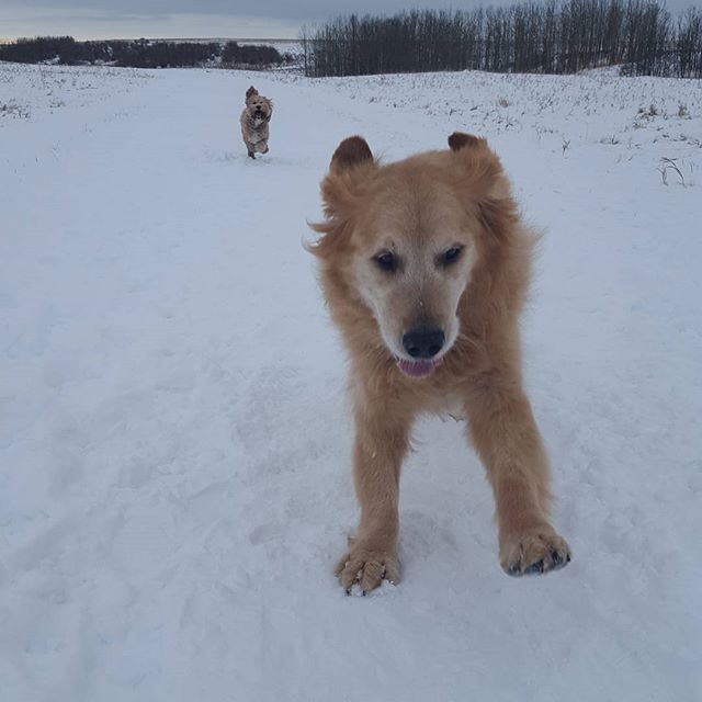 Here are some happy dawgs!!! #sunshine #summer #dogs #packwalks #dogwalker #nwcalgary #yyc