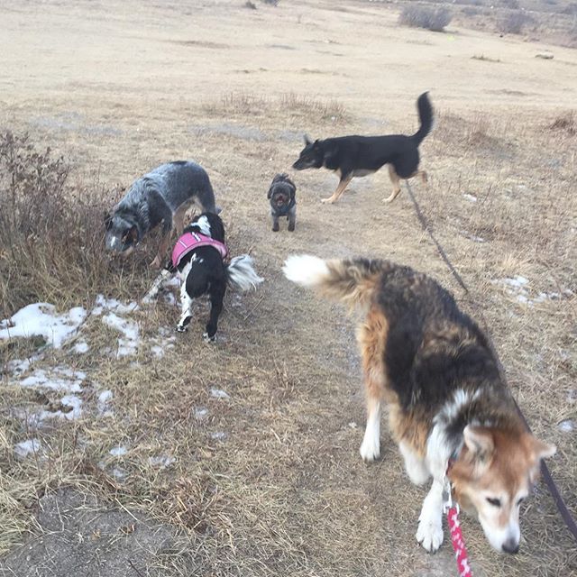 Here are some happy dawgs!!! #sunshine #summer #dogs #packwalks #dogwalker #nwcalgary #yyc