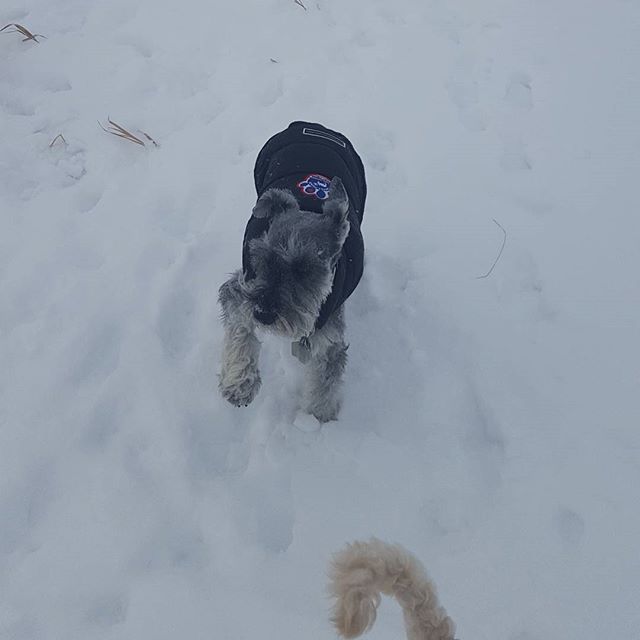 Here are some happy dawgs!!! #sunshine #summer #dogs #packwalks #dogwalker #nwcalgary #yyc