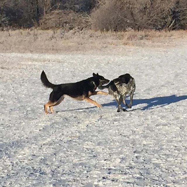 Here are some happy dawgs!!! #sunshine #summer #dogs #packwalks #dogwalker #nwcalgary #yyc