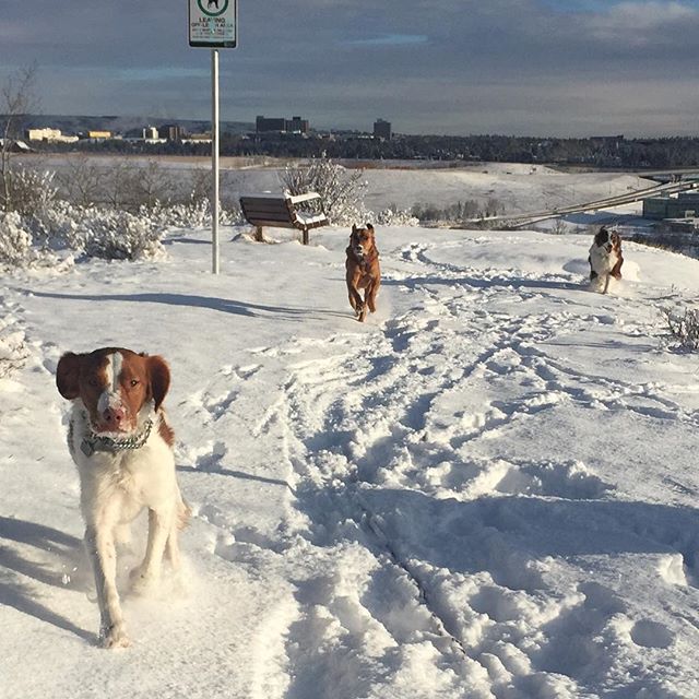 Here are some happy dawgs!!! #sunshine #summer #dogs #packwalks #dogwalker #nwcalgary #yyc