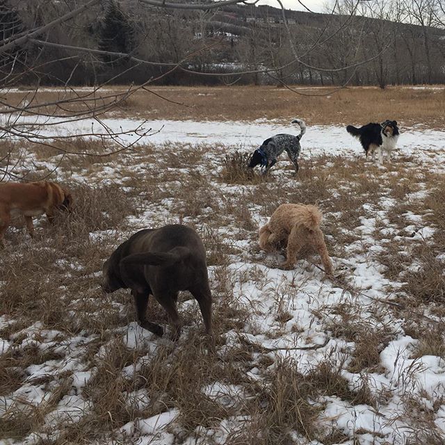 Here are some happy dawgs!!! #sunshine #summer #dogs #packwalks #dogwalker #nwcalgary #yyc
