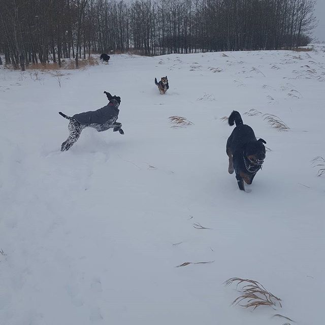 Here are some happy dawgs!!! #sunshine #summer #dogs #packwalks #dogwalker #nwcalgary #yyc