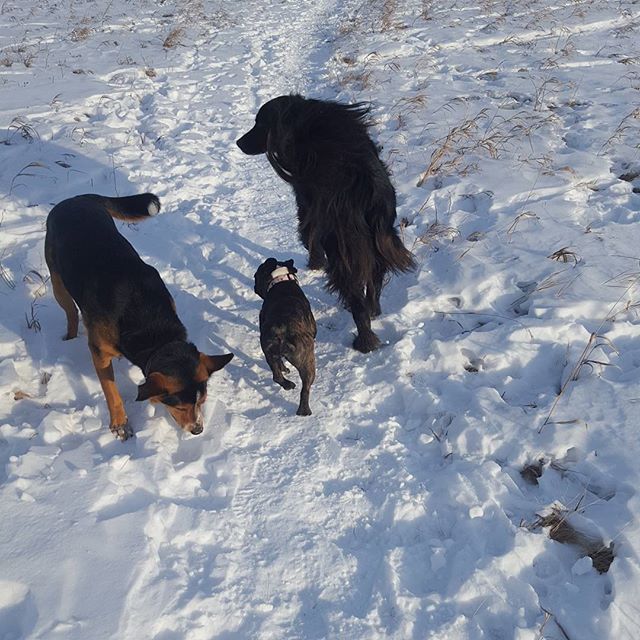 Here are some happy dawgs!!! #sunshine #summer #dogs #packwalks #dogwalker #nwcalgary #yyc