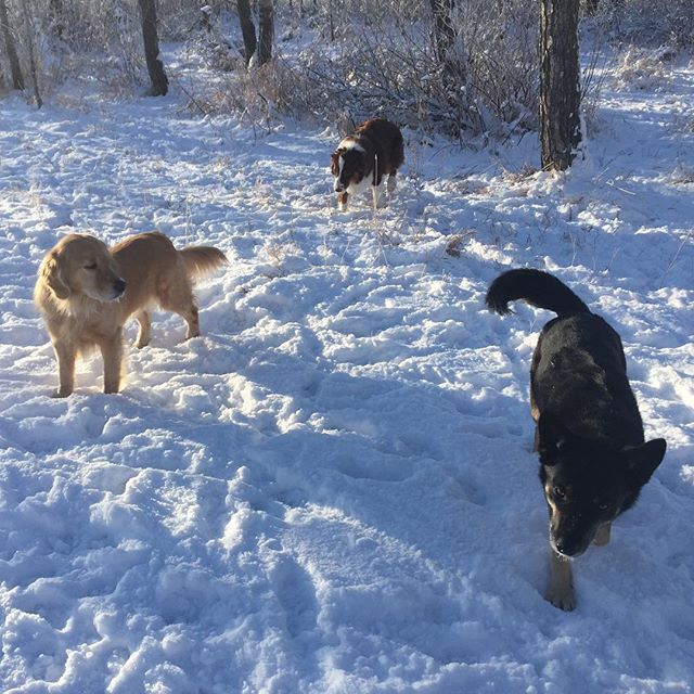 Here are some happy dawgs!!! #sunshine #summer #dogs #packwalks #dogwalker #nwcalgary #yyc