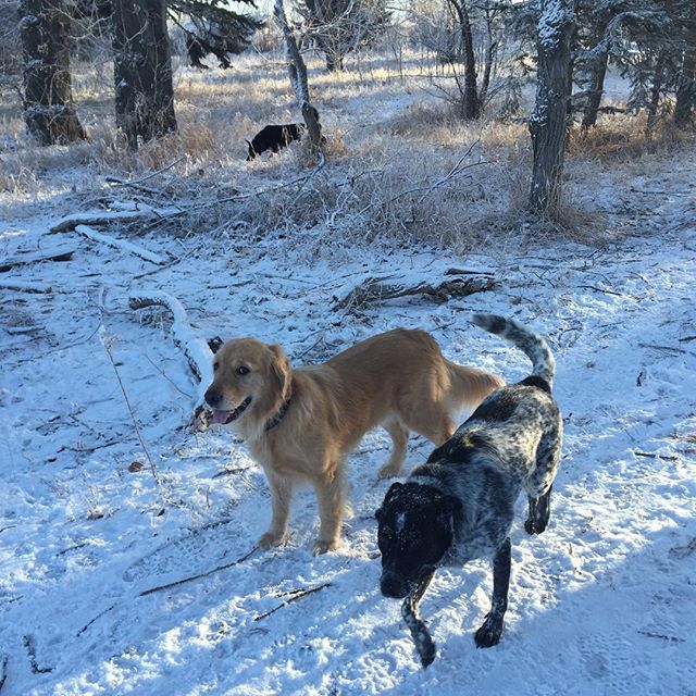 Here are some happy dawgs!!! #sunshine #summer #dogs #packwalks #dogwalker #nwcalgary #yyc