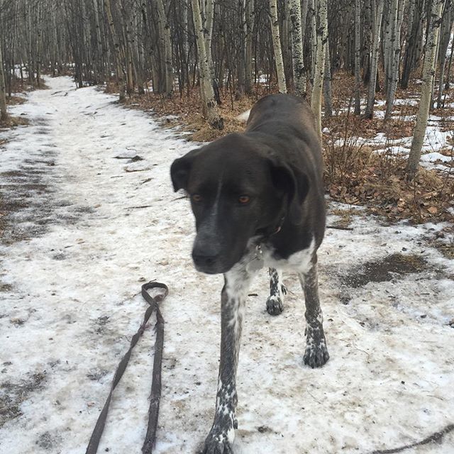 Here are some happy dawgs!!! #sunshine #summer #dogs #packwalks #dogwalker #nwcalgary #yyc