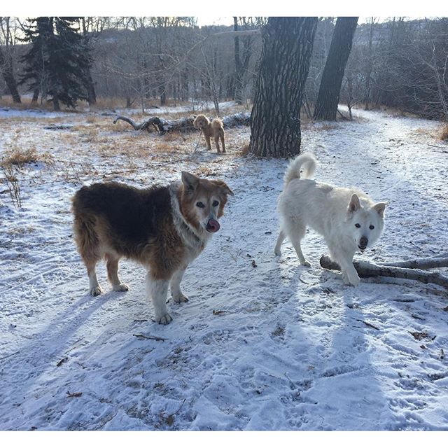 Here are some happy dawgs!!! #sunshine #summer #dogs #packwalks #dogwalker #nwcalgary #yyc