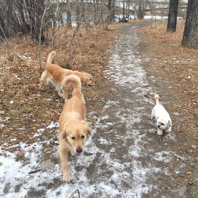 Here are some happy dawgs!!! #sunshine #summer #dogs #packwalks #dogwalker #nwcalgary #yyc