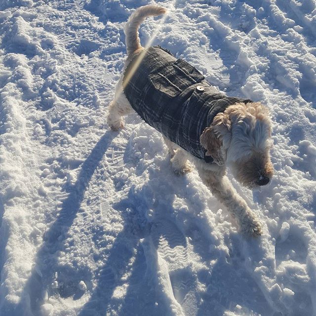 Here are some happy dawgs!!! #sunshine #summer #dogs #packwalks #dogwalker #nwcalgary #yyc