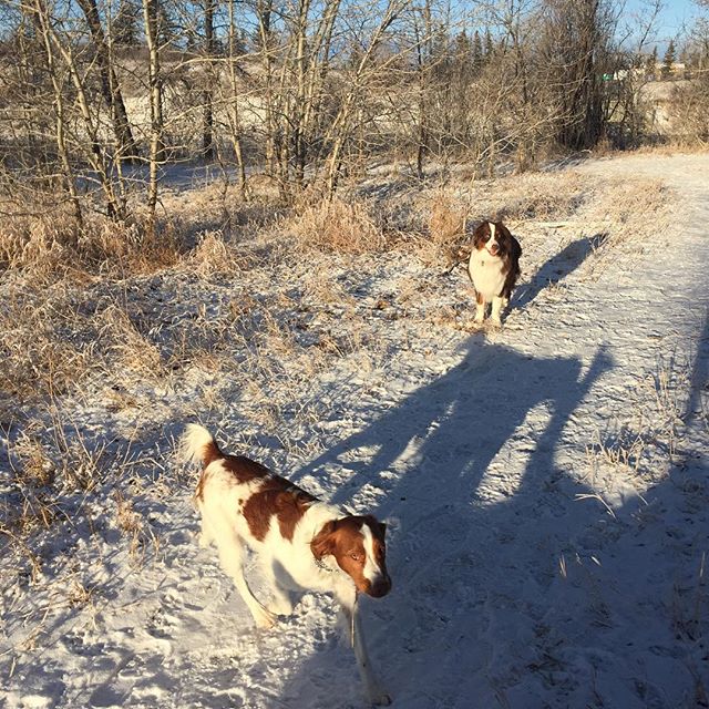 Here are some happy dawgs!!! #sunshine #summer #dogs #packwalks #dogwalker #nwcalgary #yyc
