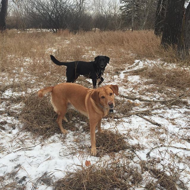 Here are some happy dawgs!!! #sunshine #summer #dogs #packwalks #dogwalker #nwcalgary #yyc