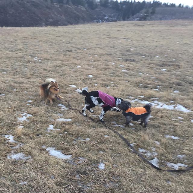 Here are some happy dawgs!!! #sunshine #summer #dogs #packwalks #dogwalker #nwcalgary #yyc