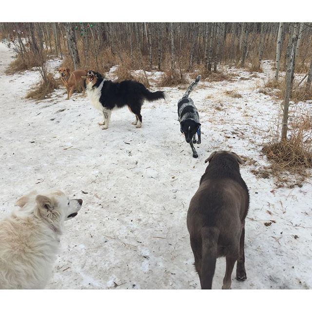 Here are some happy dawgs!!! #sunshine #summer #dogs #packwalks #dogwalker #nwcalgary #yyc