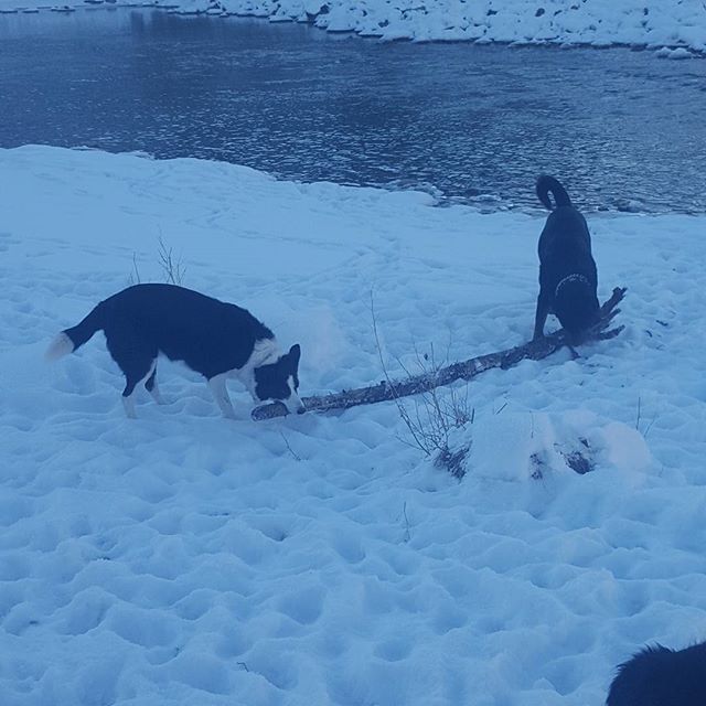 Here are some happy dawgs!!! #sunshine #summer #dogs #packwalks #dogwalker #nwcalgary #yyc