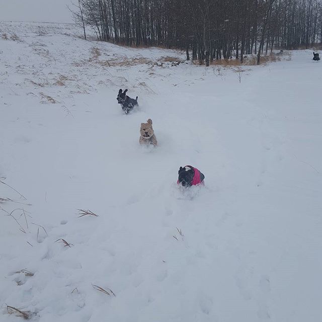 Here are some happy dawgs!!! #sunshine #summer #dogs #packwalks #dogwalker #nwcalgary #yyc