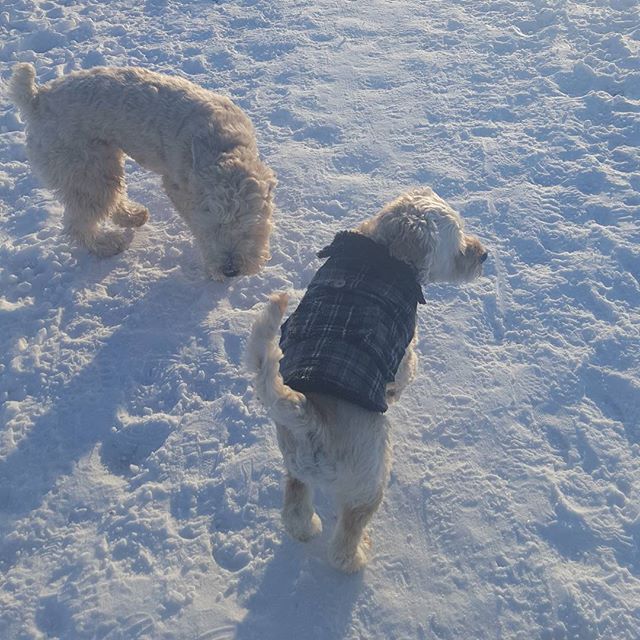 Here are some happy dawgs!!! #sunshine #summer #dogs #packwalks #dogwalker #nwcalgary #yyc