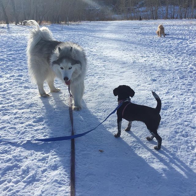 Here are some happy dawgs!!! #sunshine #summer #dogs #packwalks #dogwalker #nwcalgary #yyc