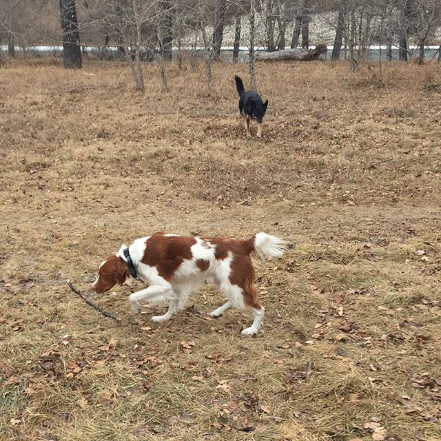 Here are some happy dawgs!!! #sunshine #summer #dogs #packwalks #dogwalker #nwcalgary #yyc