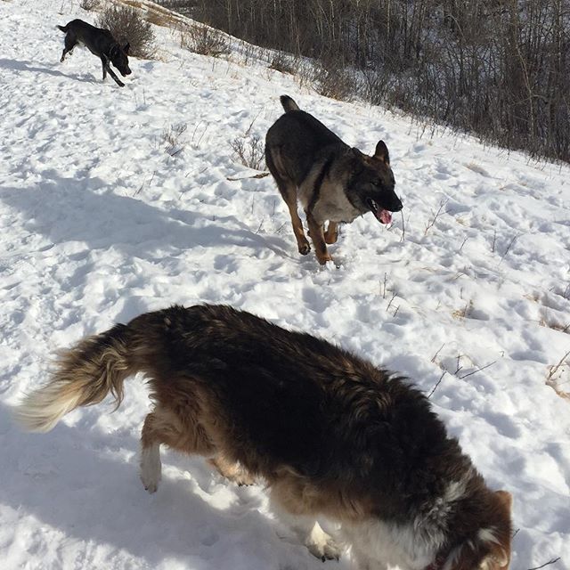 Here are some happy dawgs!!! #sunshine #summer #dogs #packwalks #dogwalker #nwcalgary #yyc