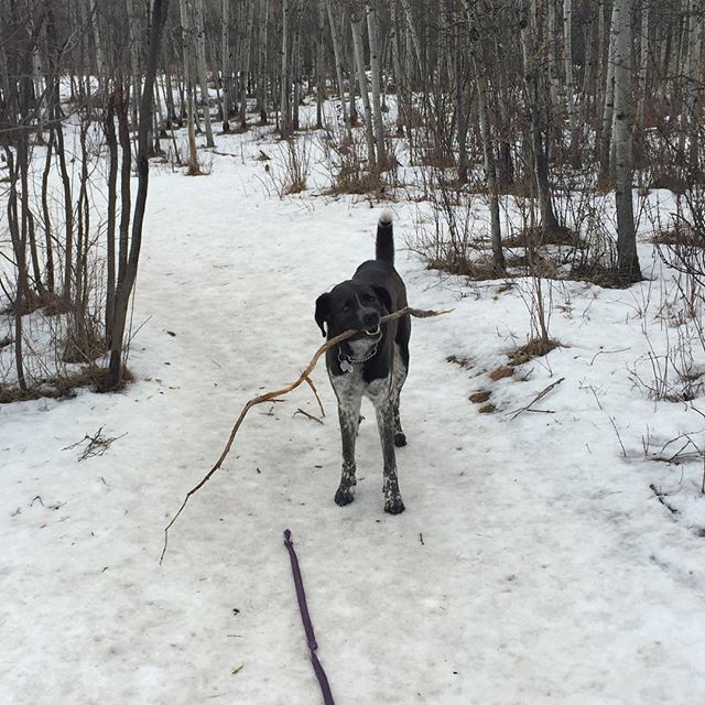 Here are some happy dawgs!!! #sunshine #summer #dogs #packwalks #dogwalker #nwcalgary #yyc