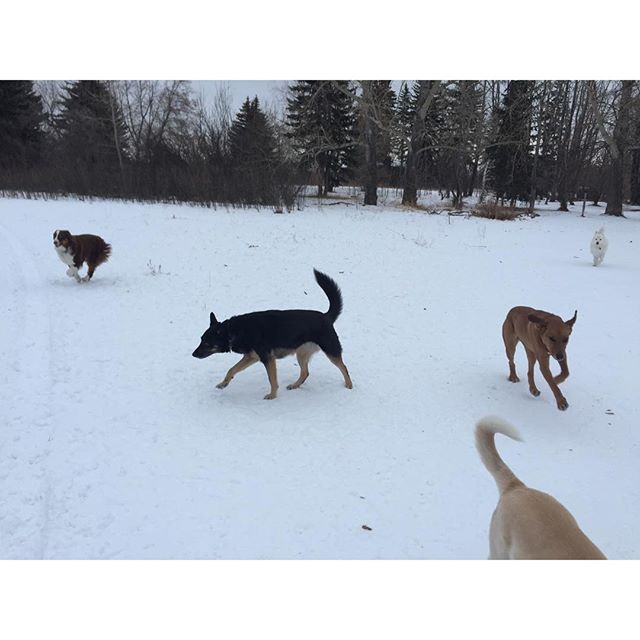 Here are some happy dawgs!!! #sunshine #summer #dogs #packwalks #dogwalker #nwcalgary #yyc