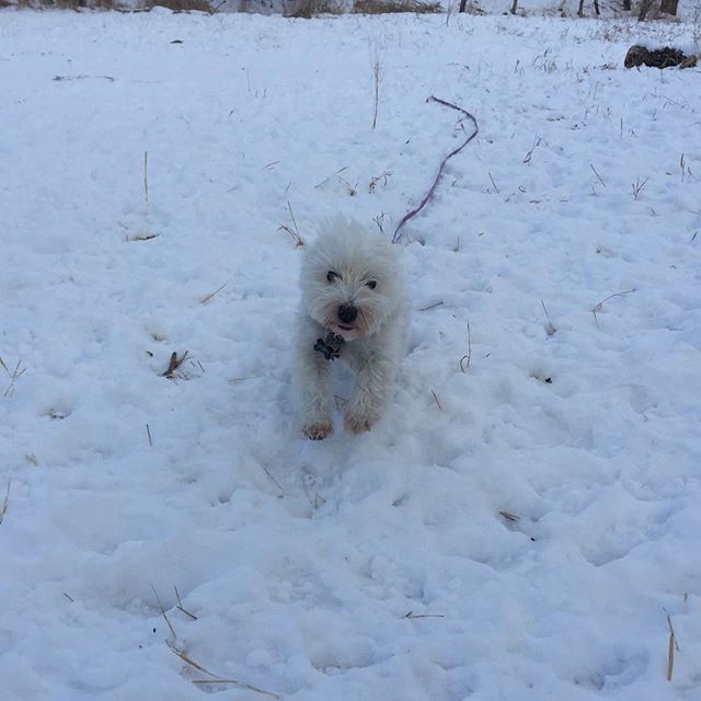 Here are some happy dawgs!!! #sunshine #summer #dogs #packwalks #dogwalker #nwcalgary #yyc