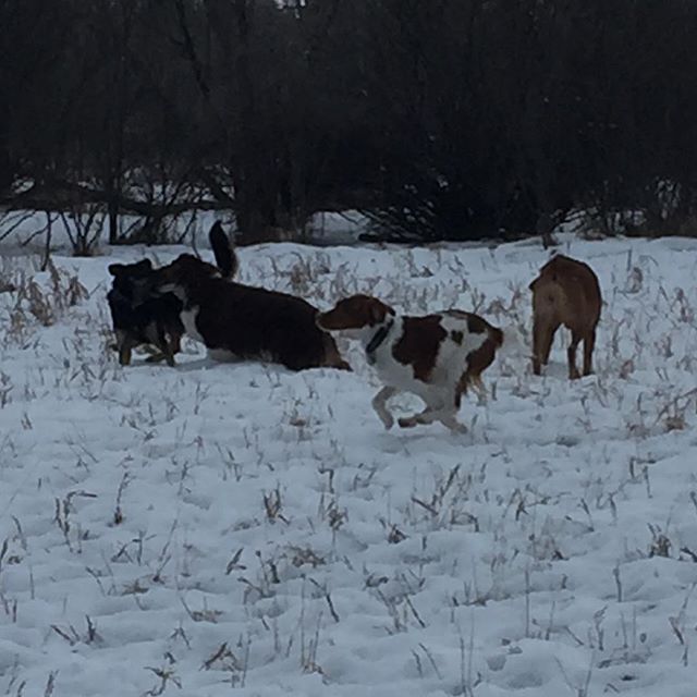 Here are some happy dawgs!!! #sunshine #summer #dogs #packwalks #dogwalker #nwcalgary #yyc