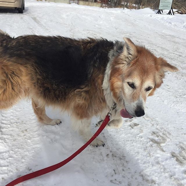 Here are some happy dawgs!!! #sunshine #summer #dogs #packwalks #dogwalker #nwcalgary #yyc