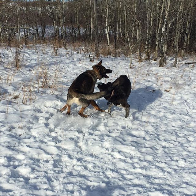 Here are some happy dawgs!!! #sunshine #summer #dogs #packwalks #dogwalker #nwcalgary #yyc