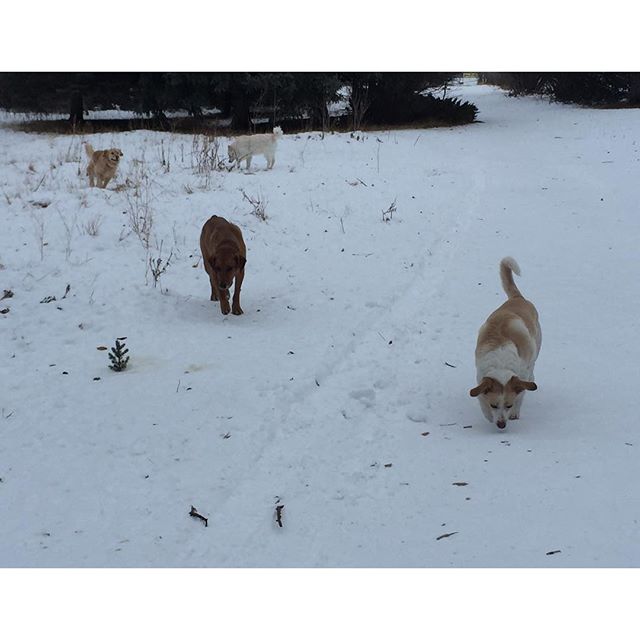 Here are some happy dawgs!!! #sunshine #summer #dogs #packwalks #dogwalker #nwcalgary #yyc