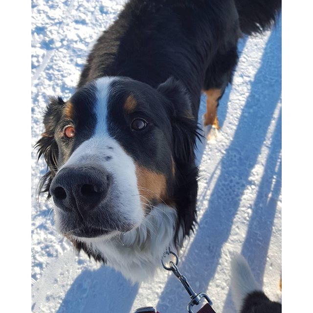Here are some happy dawgs!!! #sunshine #summer #dogs #packwalks #dogwalker #nwcalgary #yyc