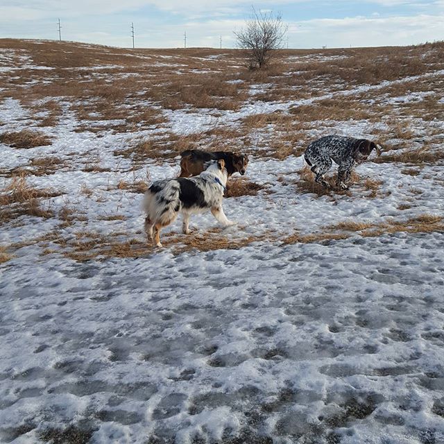Here are some happy dawgs!!! #sunshine #summer #dogs #packwalks #dogwalker #nwcalgary #yyc