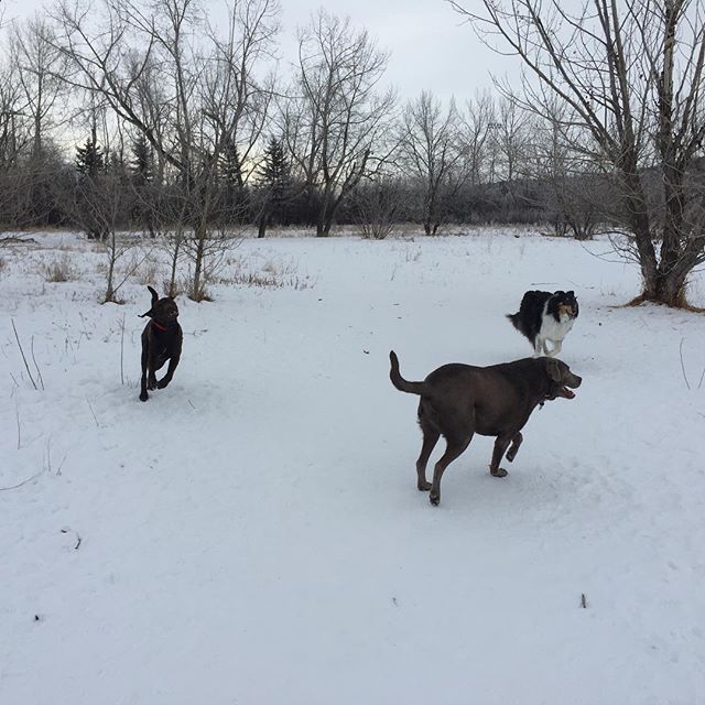 Dexter, Bruce and Storm | Runs With Rover