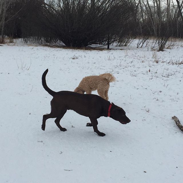 Here are some happy dawgs!!! #sunshine #summer #dogs #packwalks #dogwalker #nwcalgary #yyc