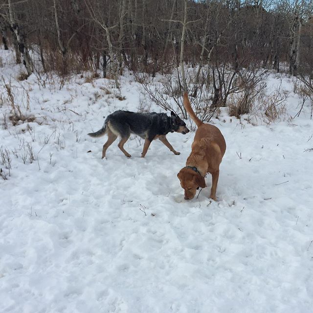 Here are some happy dawgs!!! #sunshine #summer #dogs #packwalks #dogwalker #nwcalgary #yyc