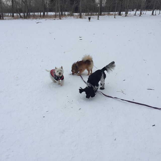 Here are some happy dawgs!!! #sunshine #summer #dogs #packwalks #dogwalker #nwcalgary #yyc