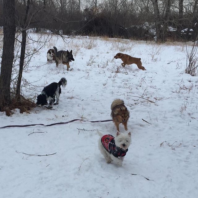 Here are some happy dawgs!!! #sunshine #summer #dogs #packwalks #dogwalker #nwcalgary #yyc