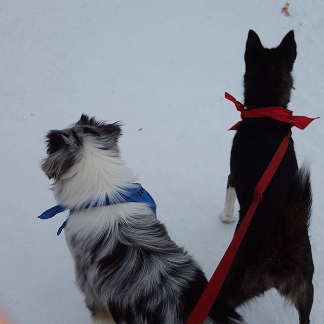 Here are some happy dawgs!!! #sunshine #summer #dogs #packwalks #dogwalker #nwcalgary #yyc