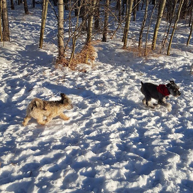 Here are some happy dawgs!!! #sunshine #summer #dogs #packwalks #dogwalker #nwcalgary #yyc