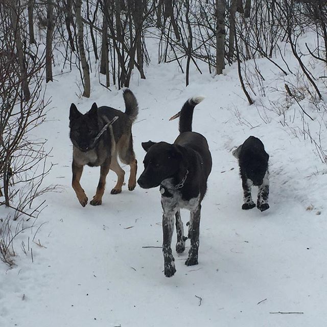 Here are some happy dawgs!!! #sunshine #summer #dogs #packwalks #dogwalker #nwcalgary #yyc