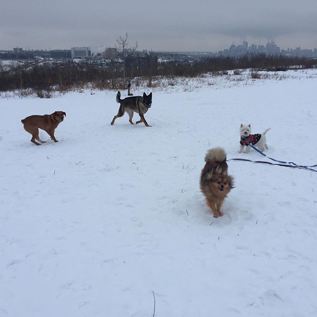 Here are some happy dawgs!!! #sunshine #summer #dogs #packwalks #dogwalker #nwcalgary #yyc