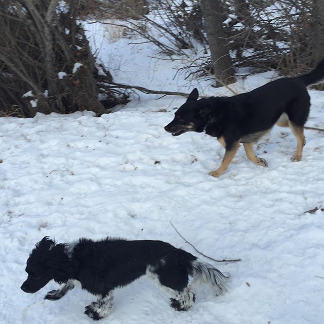 Here are some happy dawgs!!! #sunshine #summer #dogs #packwalks #dogwalker #nwcalgary #yyc