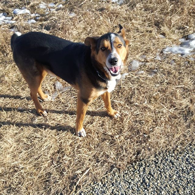 Here are some happy dawgs!!! #sunshine #summer #dogs #packwalks #dogwalker #nwcalgary #yyc