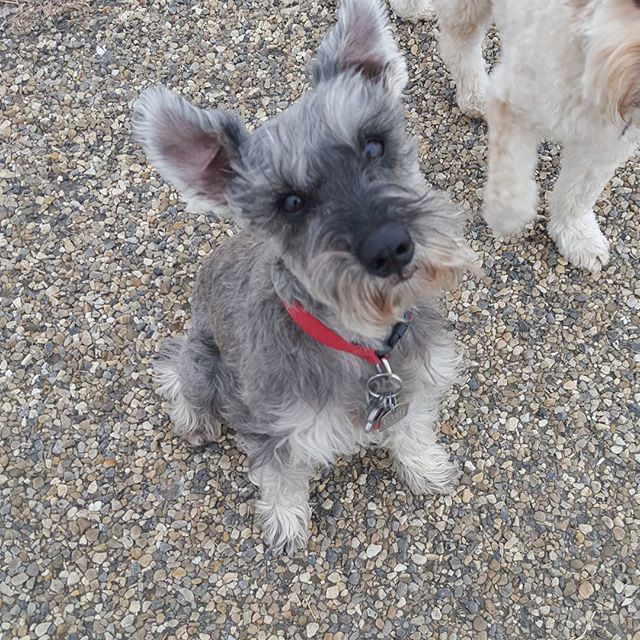 Here are some happy dawgs!!! #sunshine #summer #dogs #packwalks #dogwalker #nwcalgary #yyc