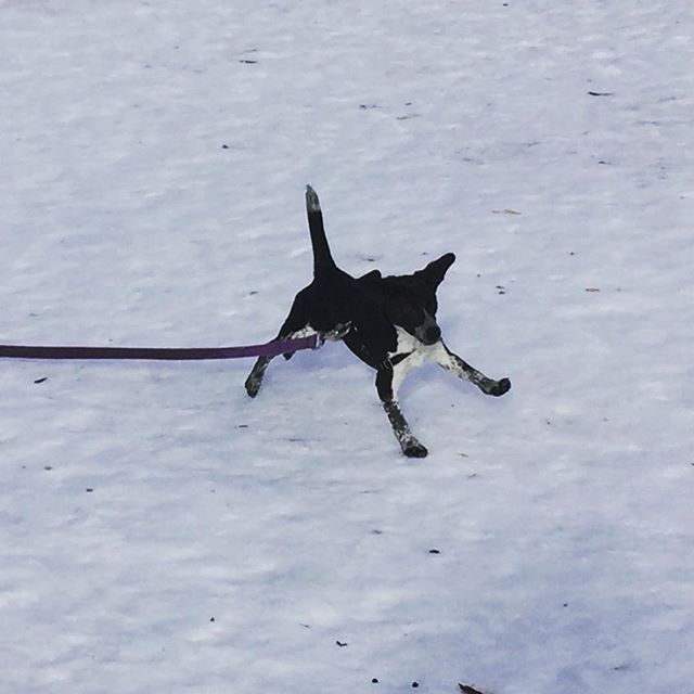 Here are some happy dawgs!!! #sunshine #summer #dogs #packwalks #dogwalker #nwcalgary #yyc