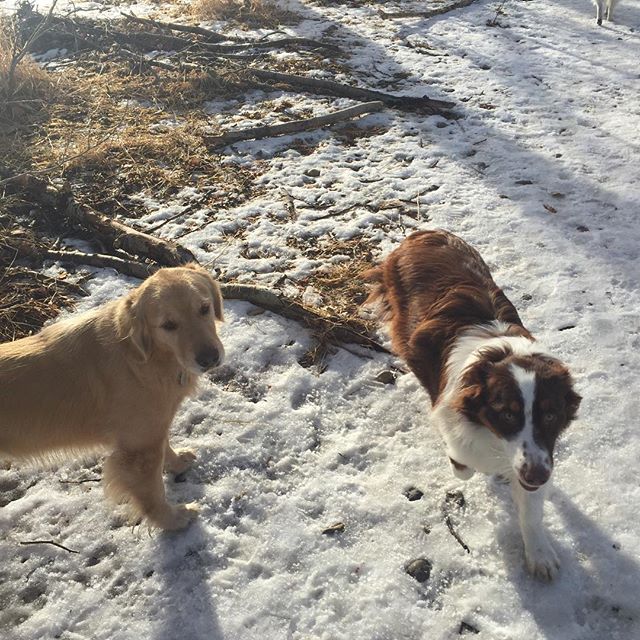 Here are some happy dawgs!!! #sunshine #summer #dogs #packwalks #dogwalker #nwcalgary #yyc