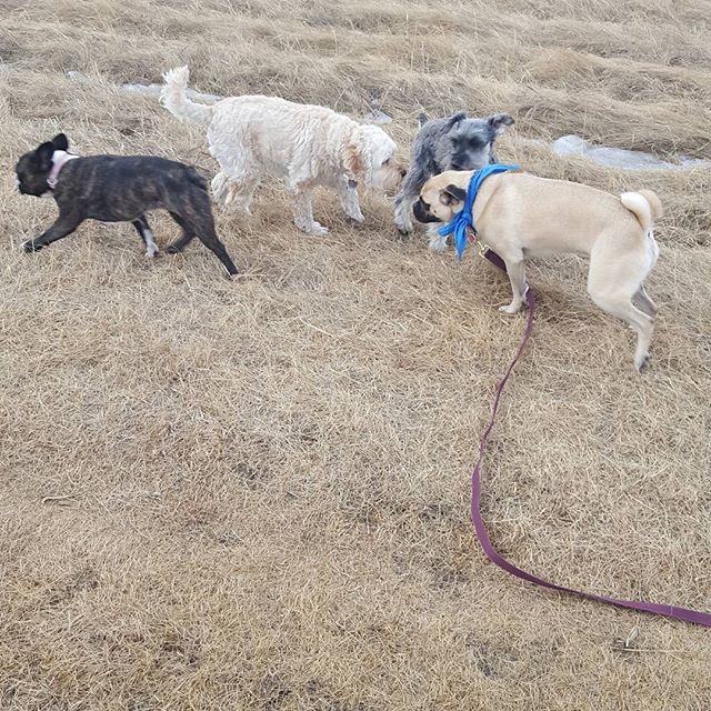 Here are some happy dawgs!!! #sunshine #summer #dogs #packwalks #dogwalker #nwcalgary #yyc